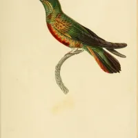 Le Vrai-faux mythe du colibri